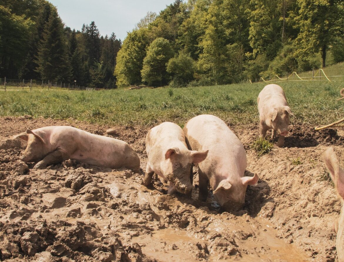 Domaće Svinje fotografija